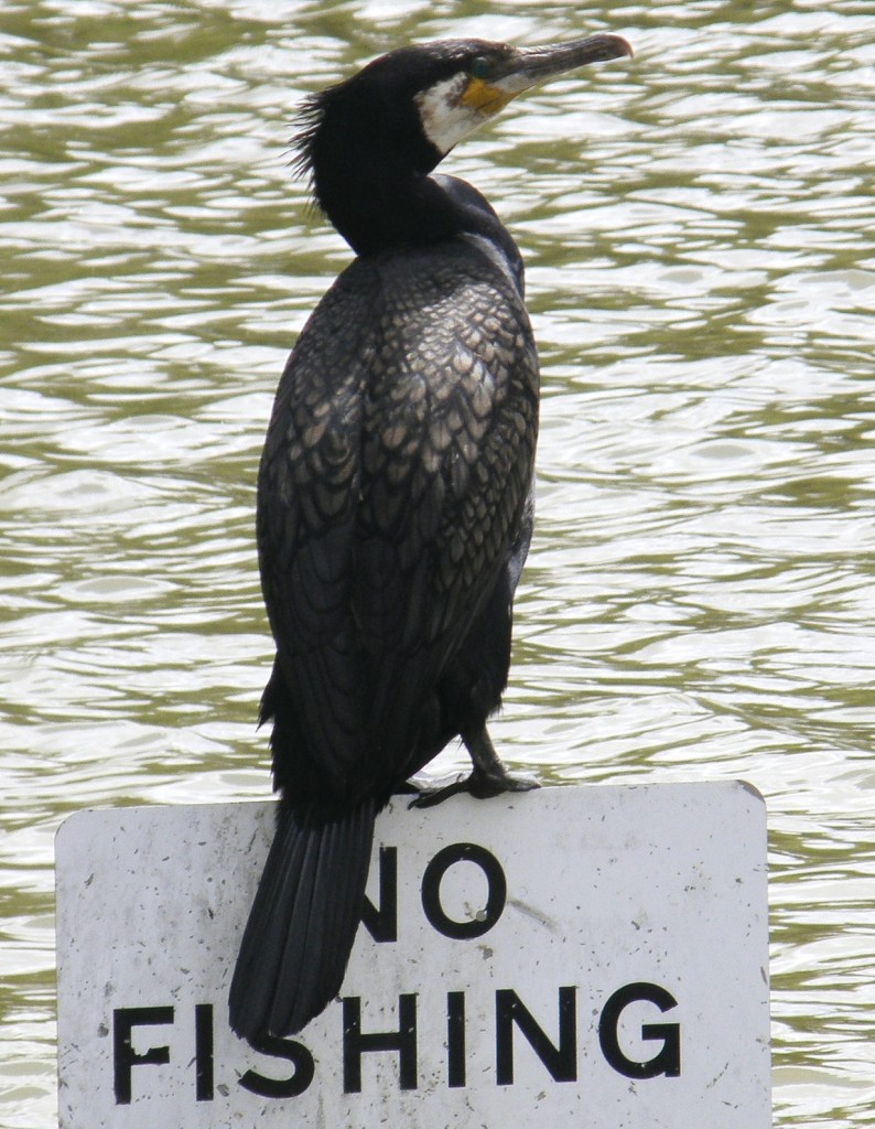 cormorant on no fishing sign.jpg